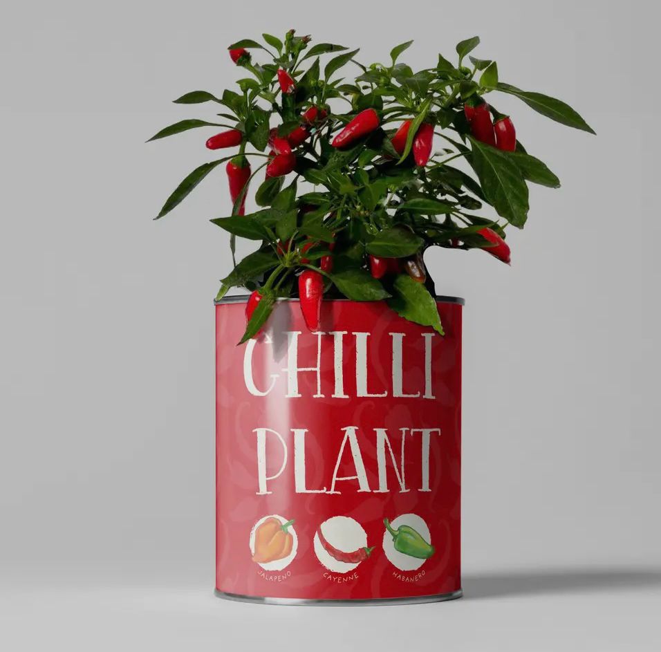 Grown your own red hot chillies